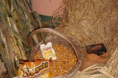 008-plony-008-jpg-1411752737