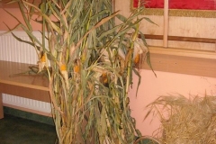 010-plony-012-jpg-1411752748